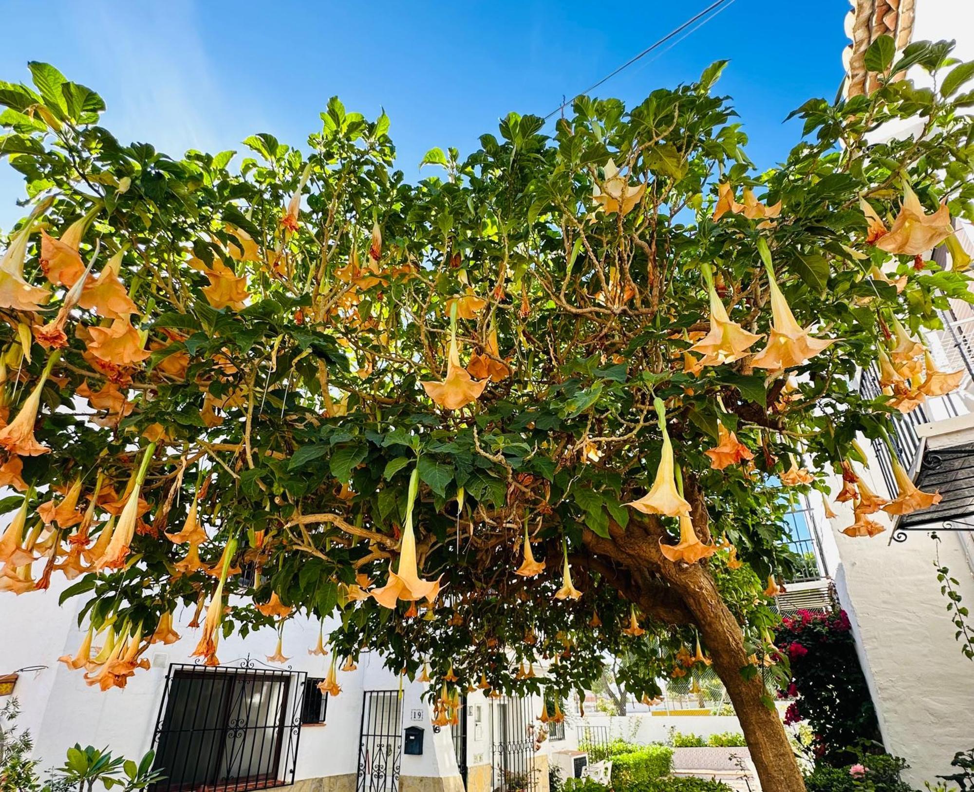 Right By The Pool Area In Capistrano Village! Nerja Exteriör bild
